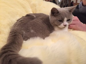 Cat welfare is the top priority at the cafe - but it can also prove a sanctuary to some feline-loving humans